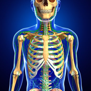 Lenfatik sistem erkek iskelet sanat