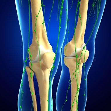 Lenfatik sistem diz iskelet sanat