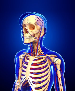 erkek iskelet dolaşım sistemi