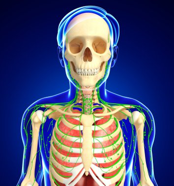 Lenfatik, iskelet ve solunum sistemi erkek vücut sanat