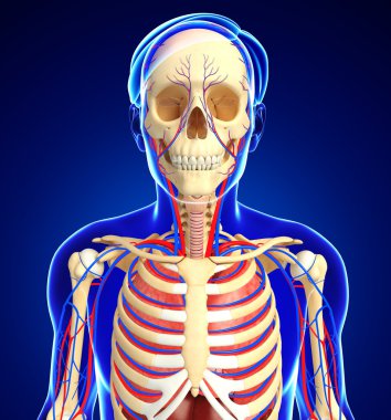 Dişi iskelet ve dolaşım sistemi