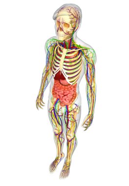 Lenfatik, iskelet, sinir ve erkek anat dolaşım sistemi