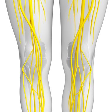 İnsan sinir sistemi sanat