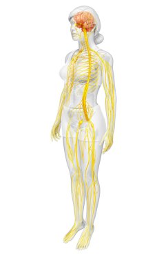 Kadın sinir sistemi sanat