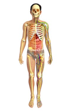 İnsan sindirim sistemi