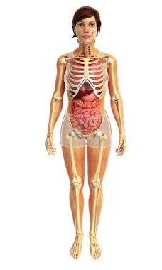 İnsan sindirim sistemi