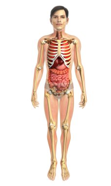 İnsan sindirim sistemi