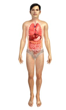 sindirim sistemi sanat