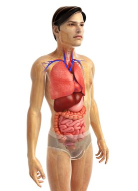 İnsan sindirim sistemi