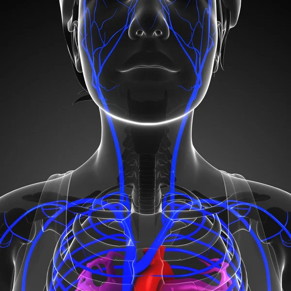 insan kalp anatomisi