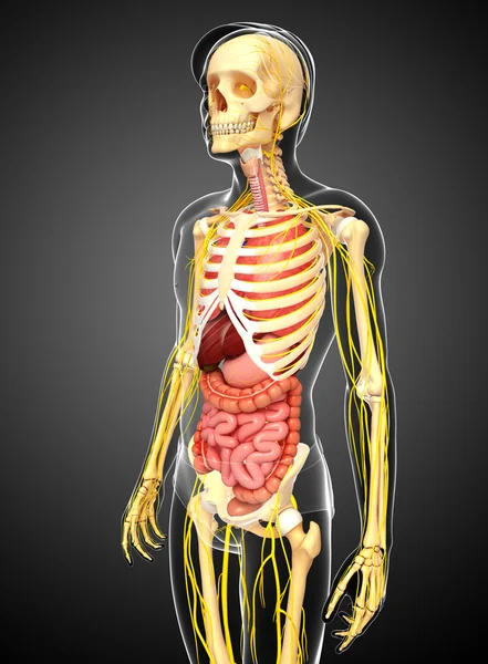 Esqueleto masculino con obras de arte del sistema nervioso y digestivo —  Fotos de Stock