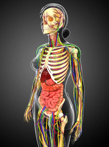 Lenfatik, iskelet, sinir ve dolaşım sistemi kadın Bo