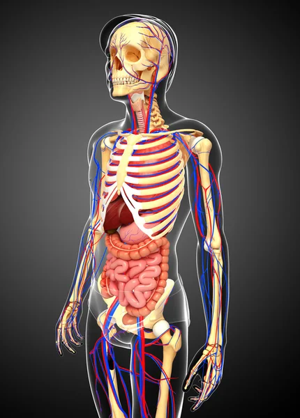 Männliches Skelett-, Verdauungs- und Kreislaufsystem — Stockfoto