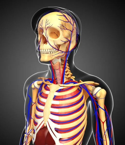 erkek iskelet ve dolaşım sistemi