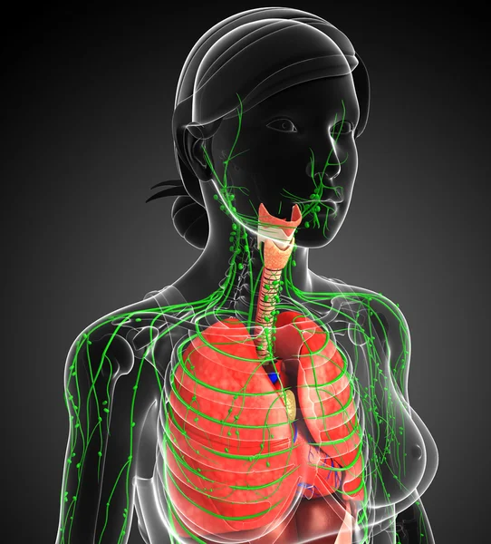 Lenfatik ve sindirim sistemi kadın bedeni sanat