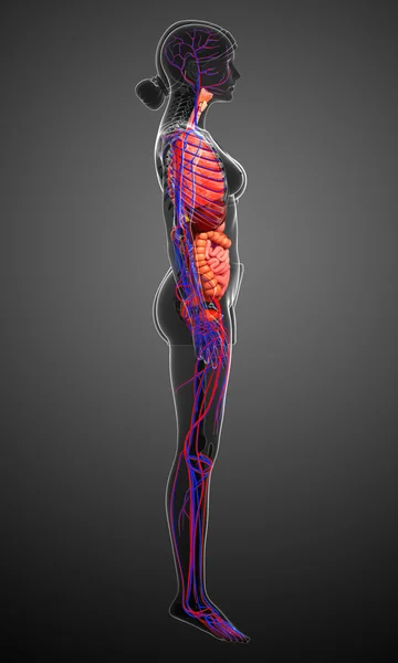 Sistema digestivo y circulatorio del cuerpo femenino — Foto de Stock