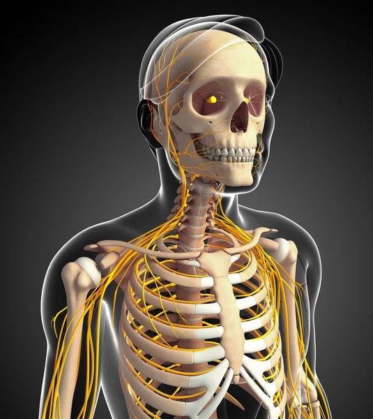 Mannelijke ribbenkast en zenuwstelsel illustraties — Stockfoto