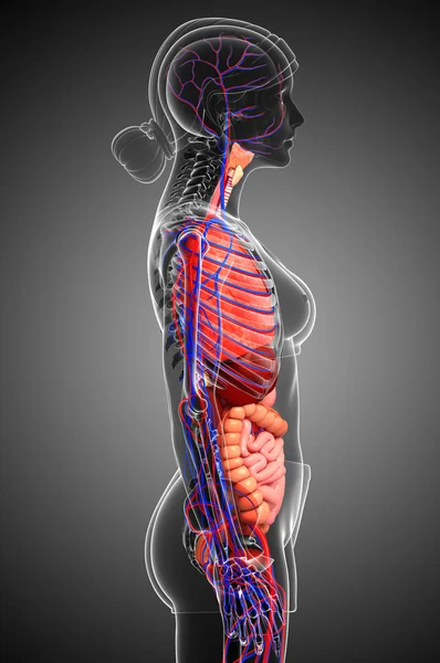 Sistema digestivo y circulatorio del cuerpo femenino — Foto de Stock