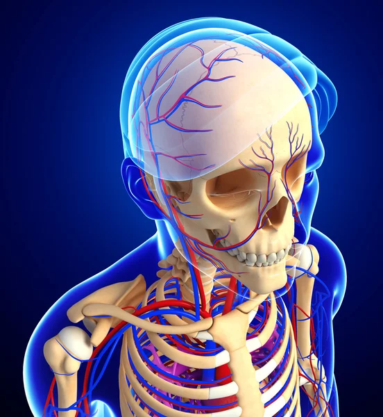 Manliga skelettet cirkulationssystemet — Stockfoto