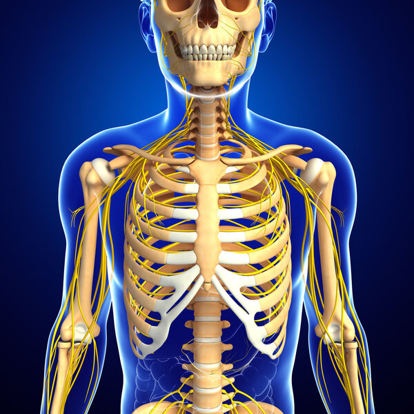 Male ribcage and nervous system artwork