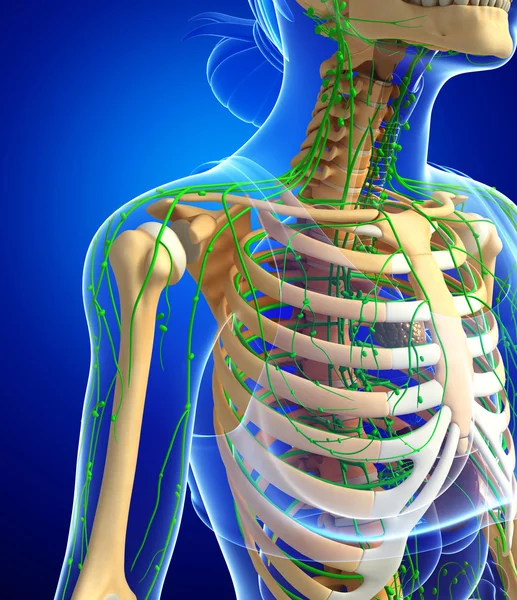 Lymphatic system of Female skeleton artwork