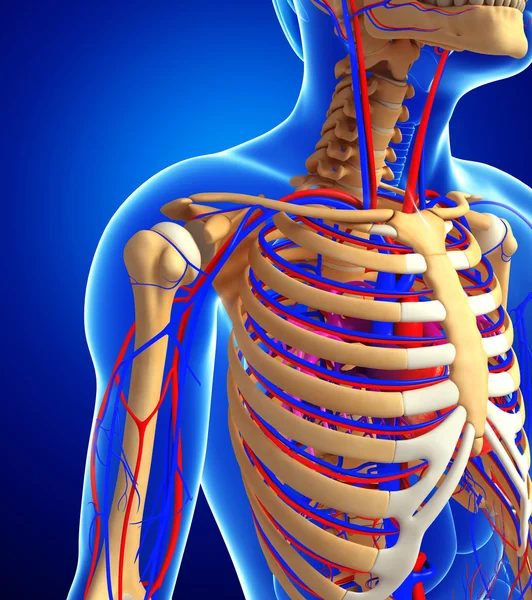 erkek iskelet dolaşım sistemi