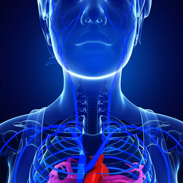 Серцево-судинна система людини — стокове фото