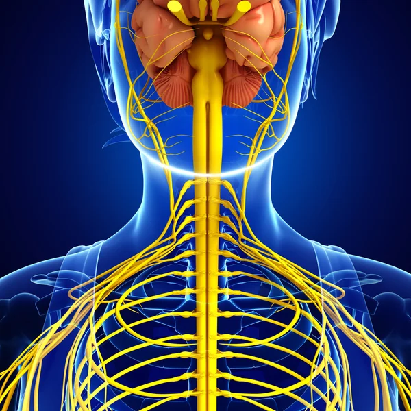 女性颈部神经系统图稿 — 图库照片