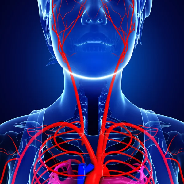 Kadın Arteryel sistemi 