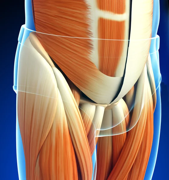 Human muscles anatomy — Stock Photo, Image