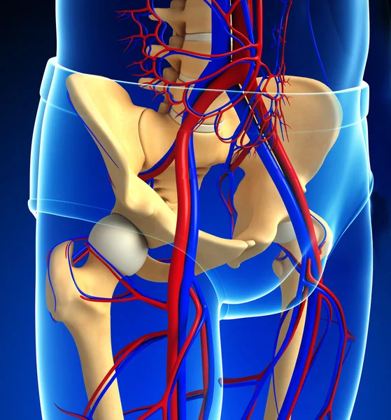 Menschliches Becken-Gürtel-Kreislaufsystem — Stockfoto