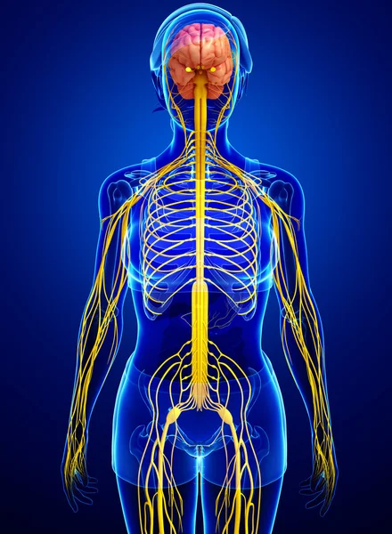 Kadın sinir sistemi sanat