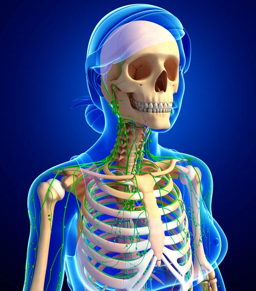 Lymphsystem des weiblichen Skeletts — Stockfoto