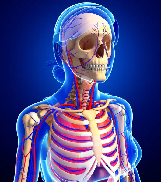 Female skeletal and circulatory system — Stock Photo, Image