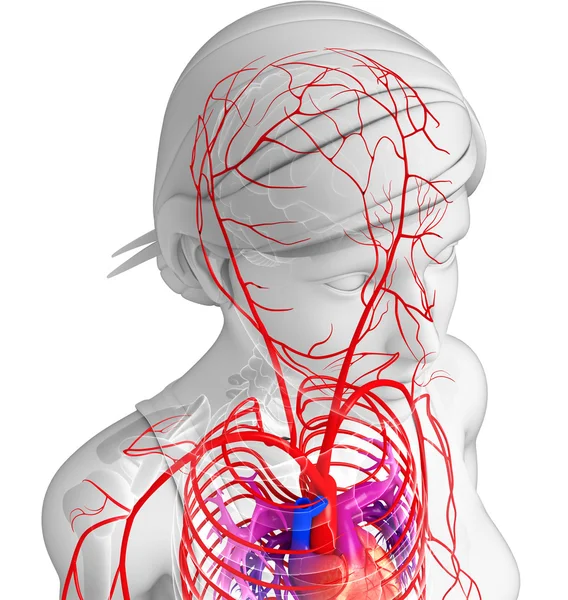 Female arterial system — Stock Photo, Image