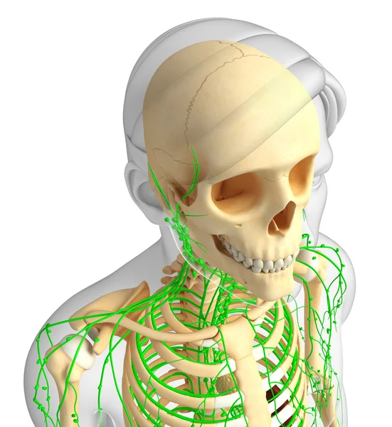 Lenfatik sistem erkek iskelet sanat