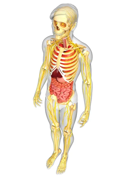 与紧张的男性骨骼和消化系统图稿 — 图库照片
