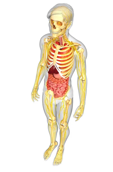 Mannelijke skelet met nerveus en spijsverteringsstelsel illustraties — Stockfoto