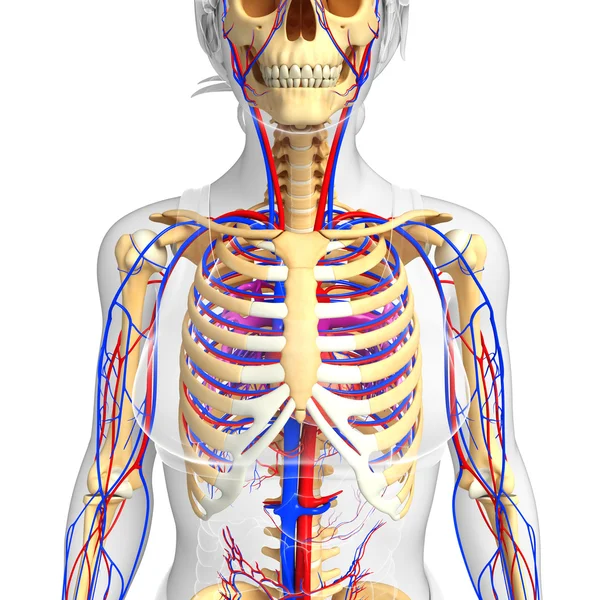kadın iskelet dolaşım sistemi