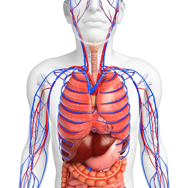Sindirim ve dolaşım sistemi erkek vücudunun