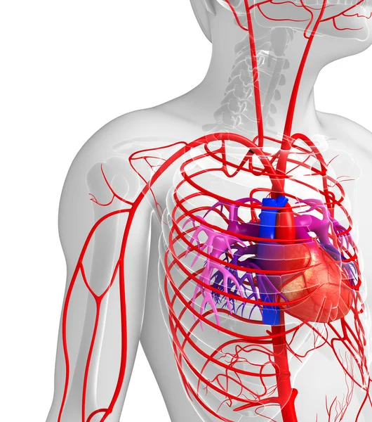 Mannelijke arteriële systeem — Stockfoto