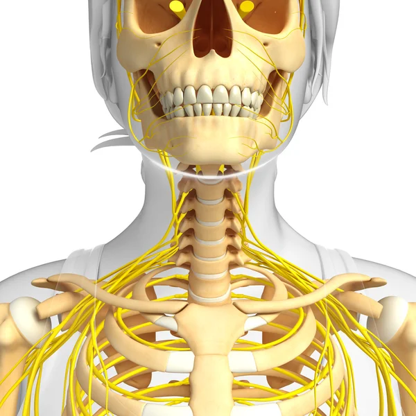 Sistema nervioso del esqueleto humano — Foto de Stock