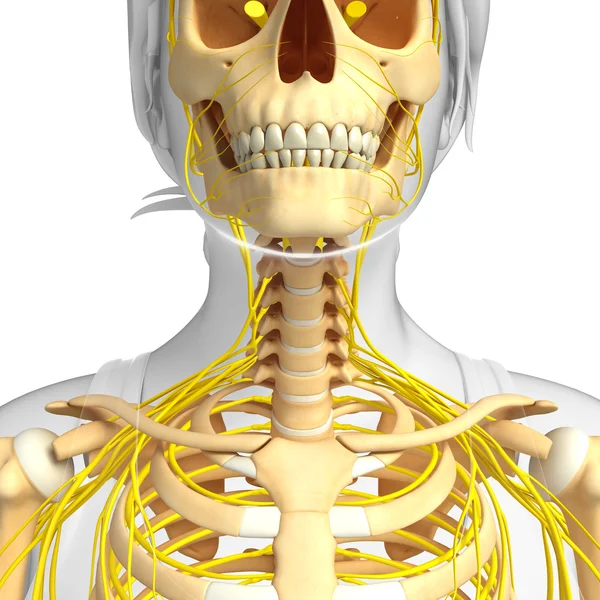 Нервова система мистецтва скелета людини — стокове фото