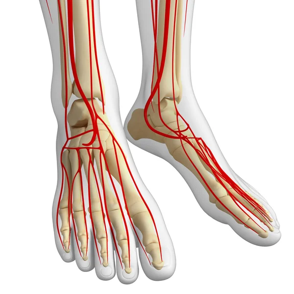Ανθρώπινο πόδι κυκλοφορικό σύστημα — Φωτογραφία Αρχείου