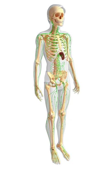 淋巴系统的男性骨架图稿 — 图库照片