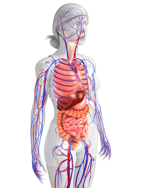 Spijsverteringsstelsel en bloedsomloop van vrouwelijk lichaam — Stockfoto