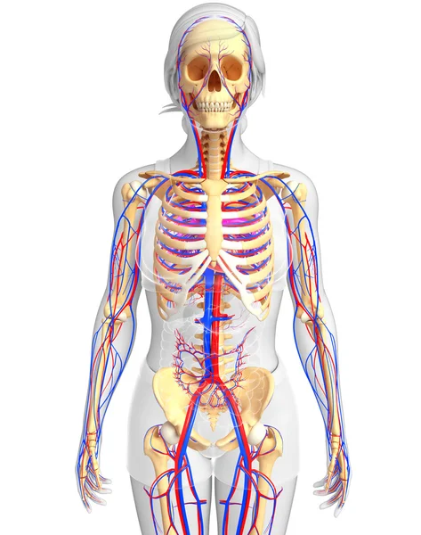 Γυναικείο σκελετικών κυκλοφορικό σύστημα — Φωτογραφία Αρχείου