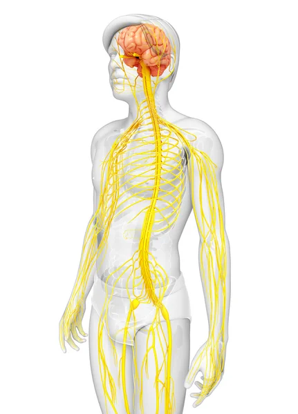 Male nervous system artwork — Stock Photo, Image