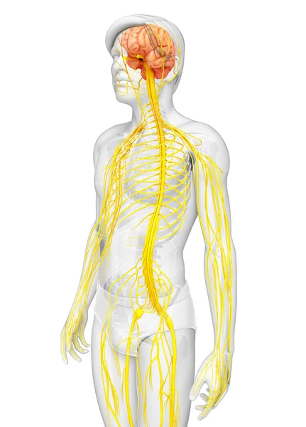 Arte del sistema nervioso masculino — Foto de Stock