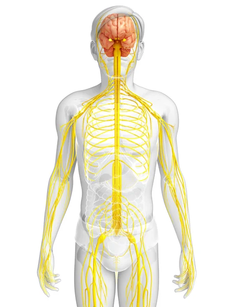 Erkek sinir sistemi sanat